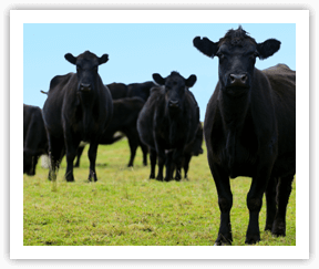 cows farm supply