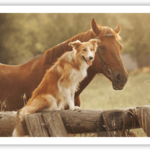 dog-and-horse