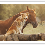 horse