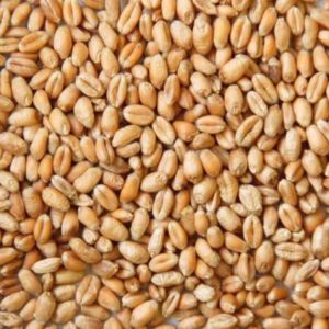 wheat_grain